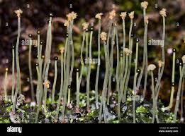 Attēlu rezultāti vaicājumam “Pellia epiphylla sporophyte”