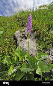 Attēlu rezultāti vaicājumam “Gymnadenia conopsea”