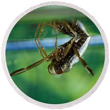 Attēlu rezultāti vaicājumam “Notonecta glauca”