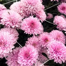 Image result for Chrysanthemum spectabile