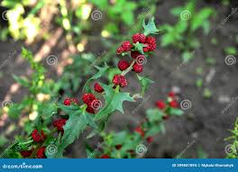 Attēlu rezultāti vaicājumam “Chenopodium foliosum fruit”