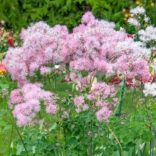 Attēlu rezultāti vaicājumam “Thalictrum aquilegifolium flower”