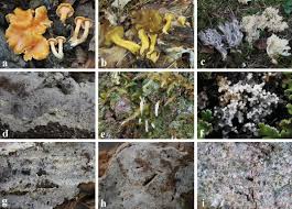 Attēlu rezultāti vaicājumam “Pistillaria sp.”