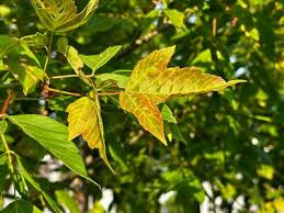 Attēlu rezultāti vaicājumam “Acer negundo leaf”