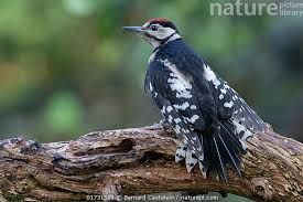 Attēlu rezultāti vaicājumam “Dendrocopos major”