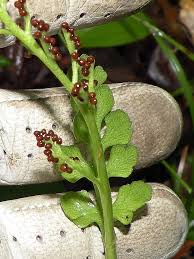 Attēlu rezultāti vaicājumam “Botrychium matricariifolium”