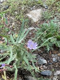 Attēlu rezultāti vaicājumam “Lactuca tatarica flower”
