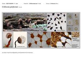 Attēlu rezultāti vaicājumam “Cribraria piriformis spores”