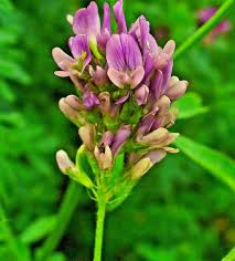 Attēlu rezultāti vaicājumam “Medicago sativa subsp. falcata bud”