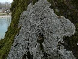 Attēlu rezultāti vaicājumam “Pertusaria albescens”