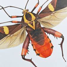 Attēlu rezultāti vaicājumam “Oiceoptoma thoracicum”