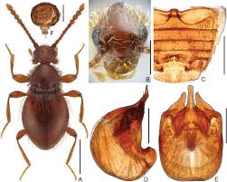 Attēlu rezultāti vaicājumam “Diderma subincarnatum sessile”