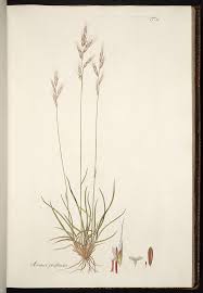 Attēlu rezultāti vaicājumam “Helictotrichon pratense”