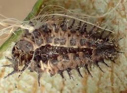 Attēlu rezultāti vaicājumam “Calvia decemguttata larva”