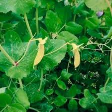 Attēlu rezultāti vaicājumam “Pisum sativum”