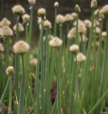 Résultat de recherche d'images pour "Allium fistulosum"