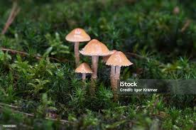 Attēlu rezultāti vaicājumam “Cystoderma amianthinum”