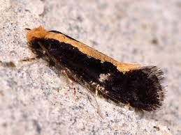 Attēlu rezultāti vaicājumam “Monopis monachella”