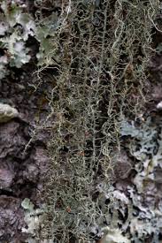 Attēlu rezultāti vaicājumam “Biatoropsis usnearum”