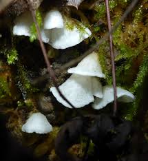 Attēlu rezultāti vaicājumam “Rimbachia neckerae”