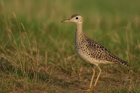 Image result for Bartramia longicauda