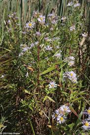 Attēlu rezultāti vaicājumam “Symphyotrichum x salignum leaf”