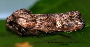 Attēlu rezultāti vaicājumam “Lithomoia solidaginis”