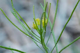 Attēlu rezultāti vaicājumam “Sisymbrium volgense flower”