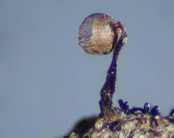 Attēlu rezultāti vaicājumam “Cribraria cancellata var. fusca spores”