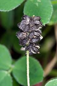 Attēlu rezultāti vaicājumam “Medicago lupulina fruit”