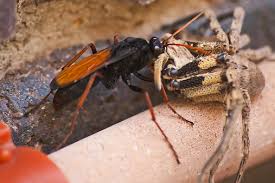 Attēlu rezultāti vaicājumam “Pompilidae”