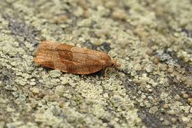 Attēlu rezultāti vaicājumam “Pandemis cerasana”