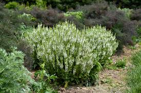 Attēlu rezultāti vaicājumam “Salvia nemorosa flower”