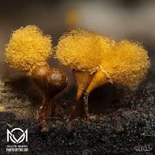 Attēlu rezultāti vaicājumam “Hemitrichia clavata macro”