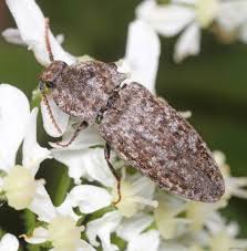 Attēlu rezultāti vaicājumam “Agrypnus murinus”