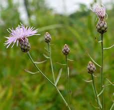 Attēlu rezultāti vaicājumam “Centaurea stoebe fruit”