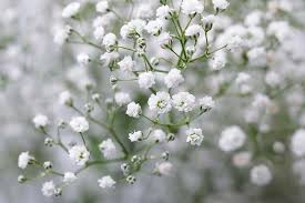 Attēlu rezultāti vaicājumam “Gypsophila paniculata flower”
