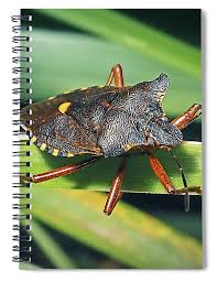 Attēlu rezultāti vaicājumam “Pentatoma rufipes”