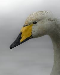 Attēlu rezultāti vaicājumam “Cygnus cygnus juvenile”