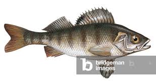 Attēlu rezultāti vaicājumam “Perca fluviatilis”