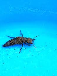 Attēlu rezultāti vaicājumam “Ontholestes murinus”