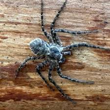 Attēlu rezultāti vaicājumam “Philodromus margaritatus”