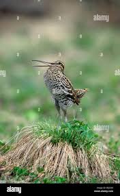 Image result for Gallinago media