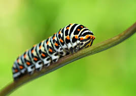Attēlu rezultāti vaicājumam “Papilio machaon larva”