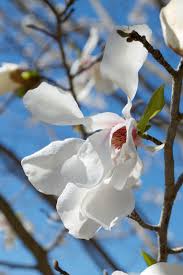 Attēlu rezultāti vaicājumam “Magnolia kobus flower”
