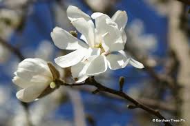 Attēlu rezultāti vaicājumam “Magnolia x loebneri flower”