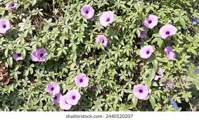 Image result for Ipomoea Lavender