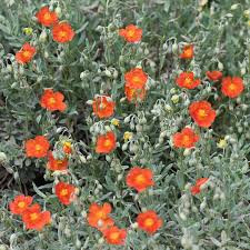 Attēlu rezultāti vaicājumam “Helianthemum nummularium flower”