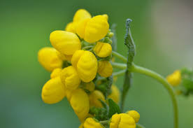 Image result for Calceolaria integrifolia