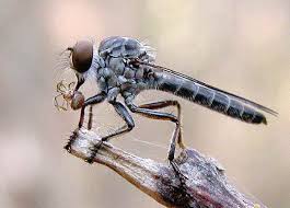 Attēlu rezultāti vaicājumam “Asilidae”
